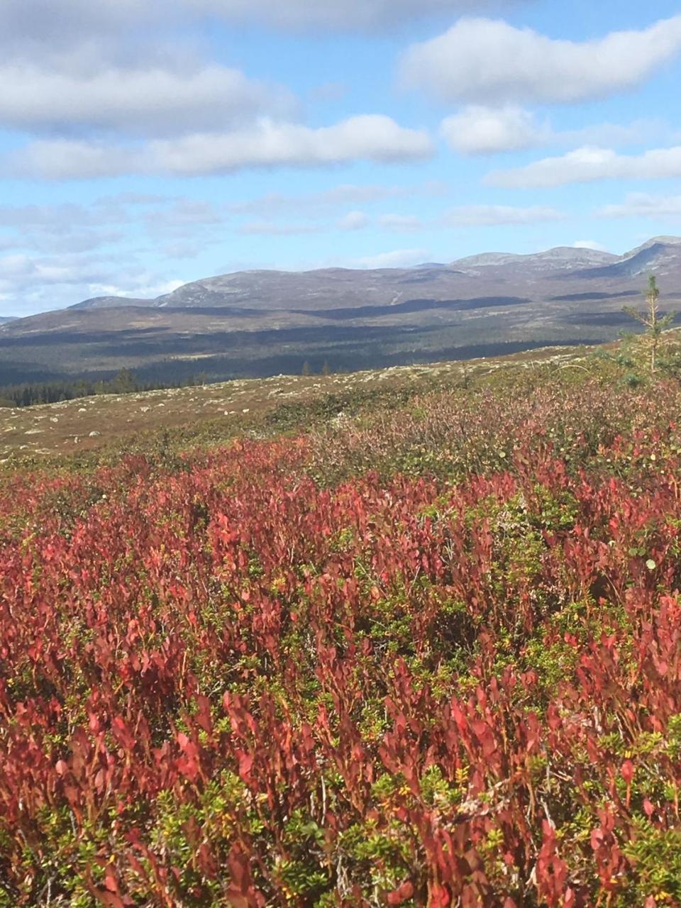 Lövåsgårdens Fjällhotell Lovasen Exterior foto